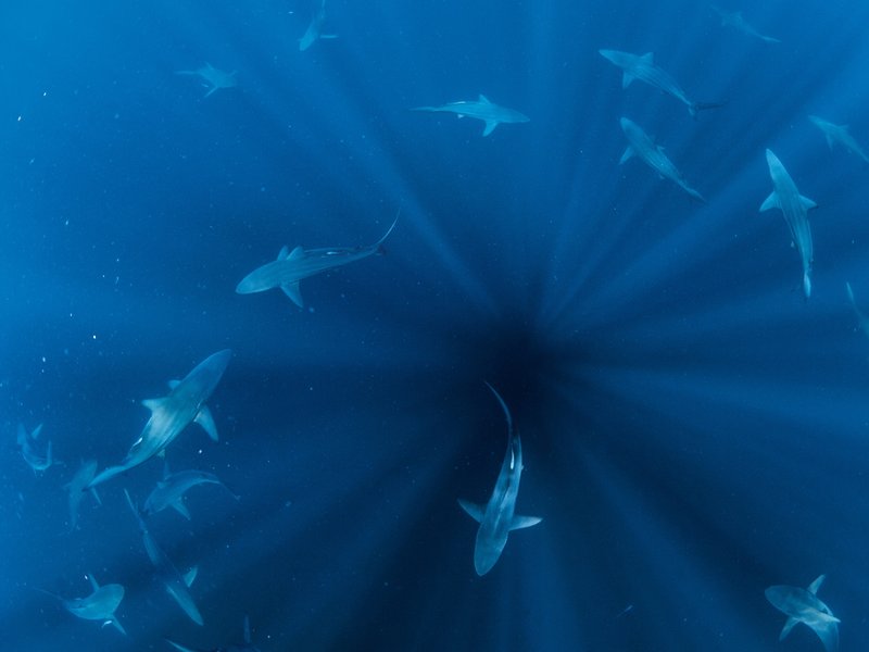 Overview of admiral shark slots