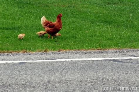Descubre el Juego de Azar más Emocionante con Chicken Road en España, chicken road casino